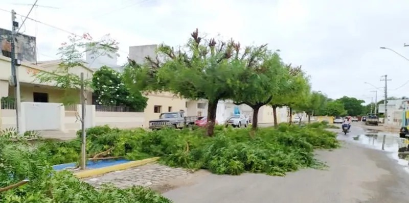 Reprodução