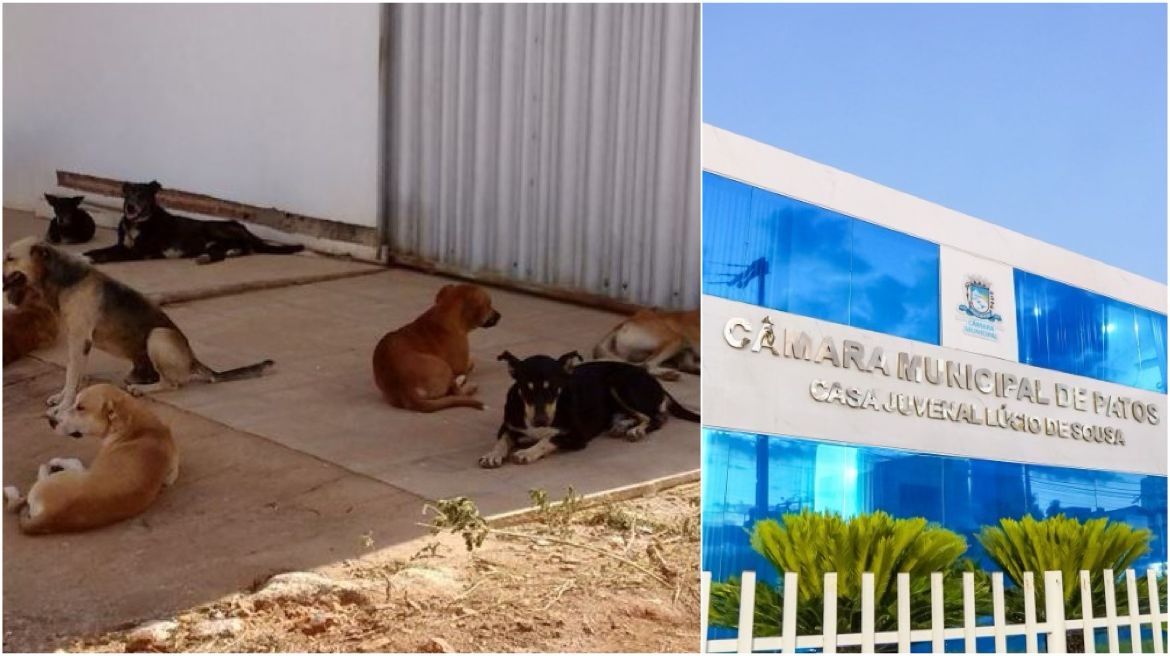 Projeto de Lei para assegurar direito de alimentar animais de rua é desarquivado e retorna à pauta na Câmara Municipal de Patos