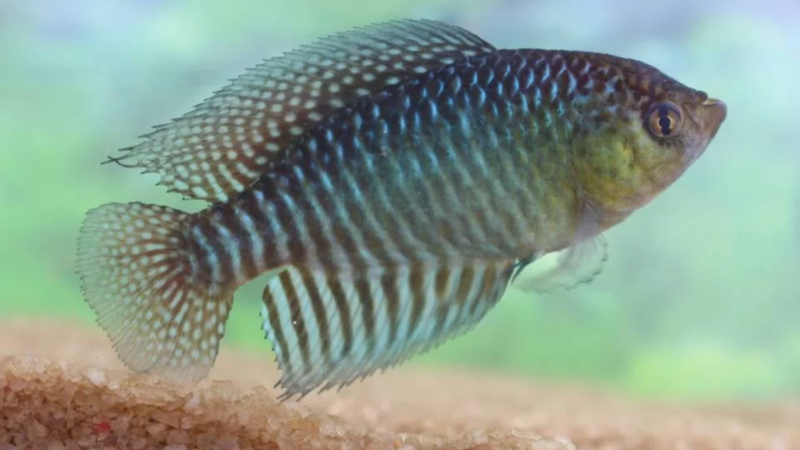 Hypsolebias lulai: cientista paraibano da UFPB descobre nova espécie de peixe e batiza em homenagem ao presidente Lula