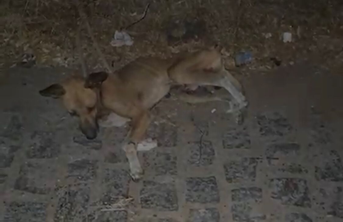 Internauta pede ajuda para cão de rua que está debilitado, no bairro São Sebastião, em Patos
