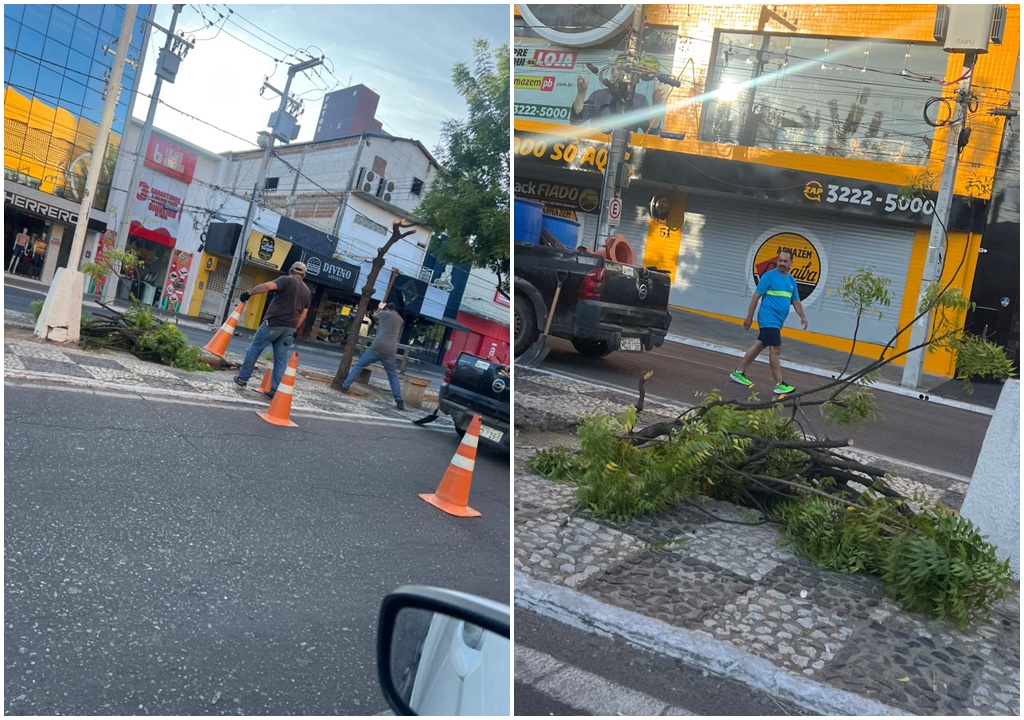 Secretária de Meio Ambiente comprova que árvore foi plantada imediatamente após outra comprometida ser retirada no Centro de Patos 