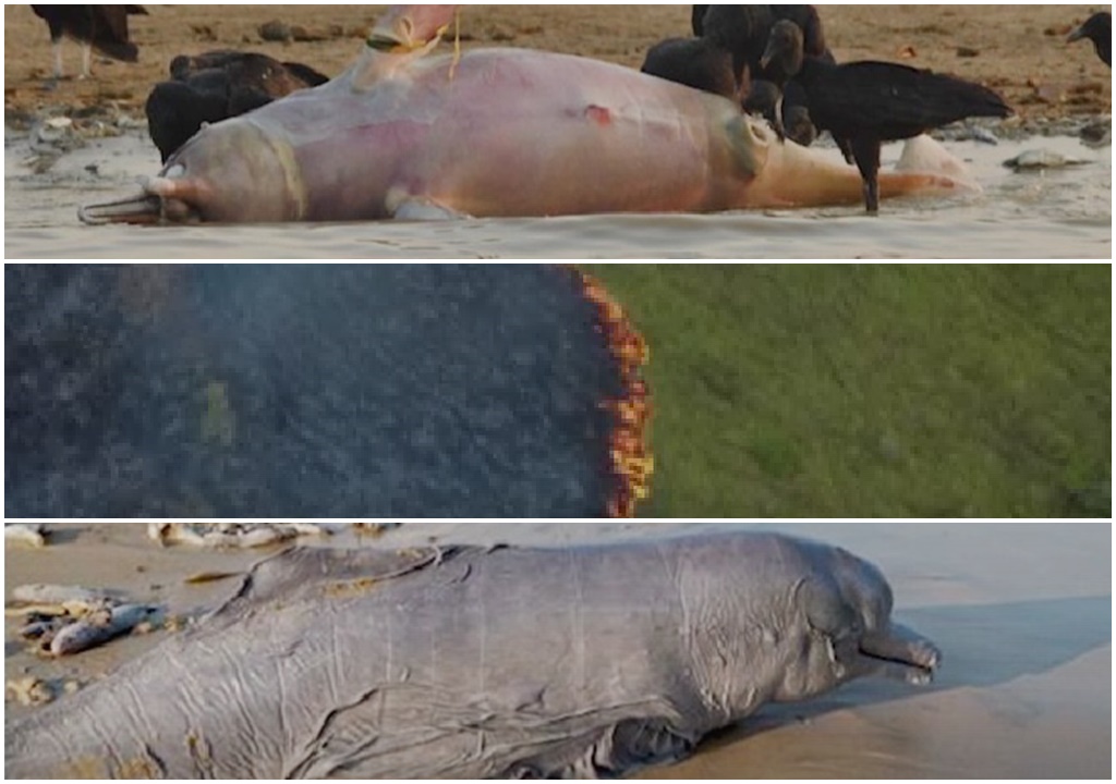 Grande mídia, artistas e o mundo dão as costas à Amazônia, que queima em meio a forte estiagem e bate recorde de desmatamento em 2023