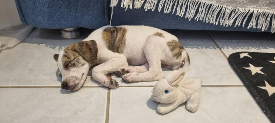 Internauta busca lar para cachorrinho que foi abandonado na porta de sua residência, no bairro do Salgadinho, em Patos