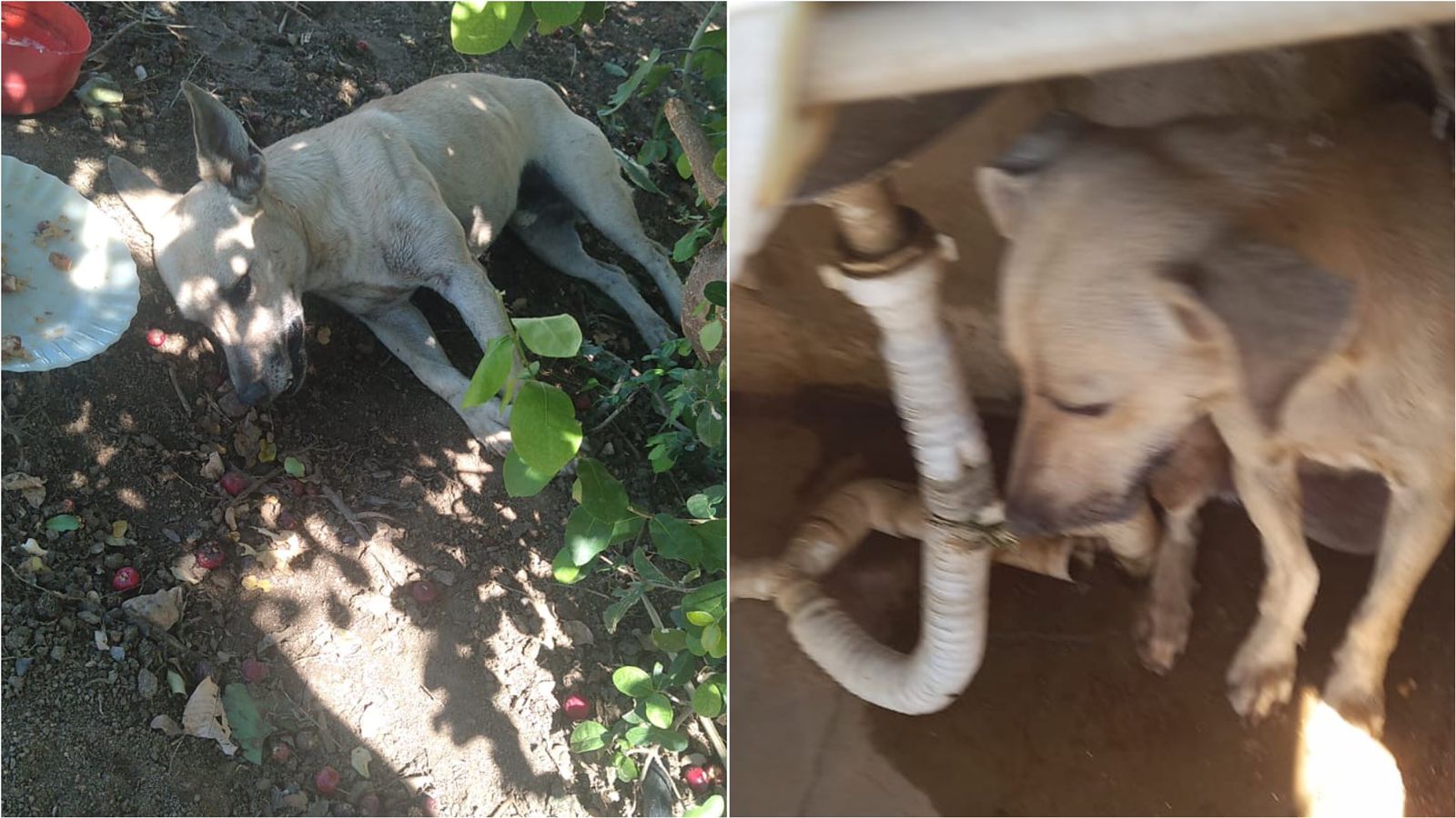 Moradora do sítio Nova Cachoeira, em Santa Terezinha-PB, denuncia envenenamento de animais na localidade
