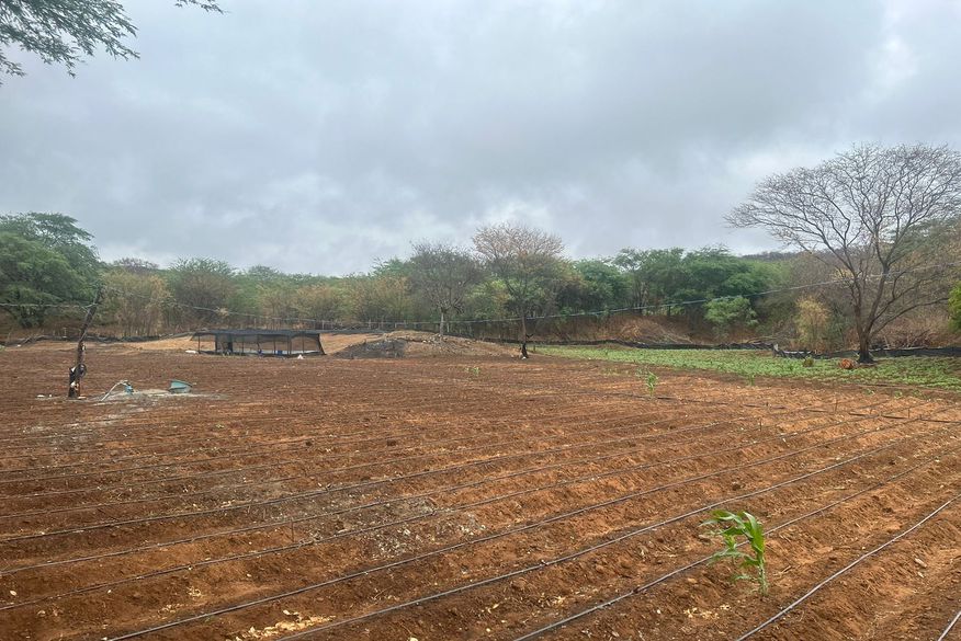 Forças de Segurança desencadeiam operação em Teixeira, Livramento e São José dos Cordeiros, e destroem plantação de maconha com dois hectares