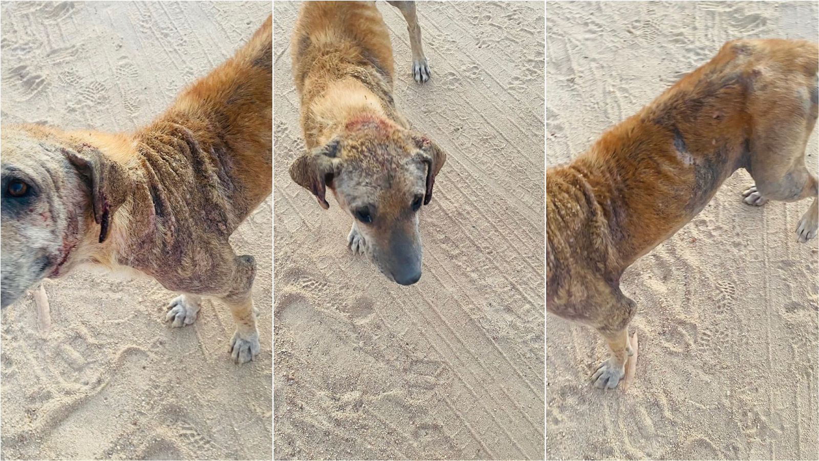 Internauta faz apelo urgente para cachorro de rua que necessita de ajuda em Patos