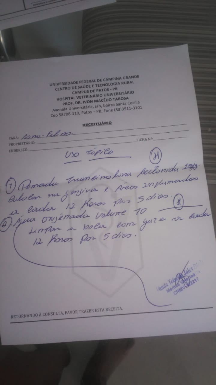 Internauta faz campanha para conseguir realizar cirurgia do seu gatinho de estimação, em Patos