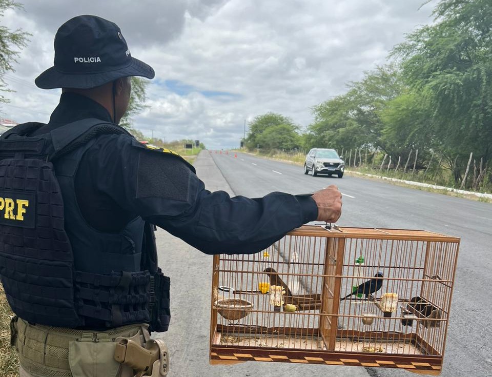 PRF resgata dez aves silvestres no município de Caldas Brandão/PB