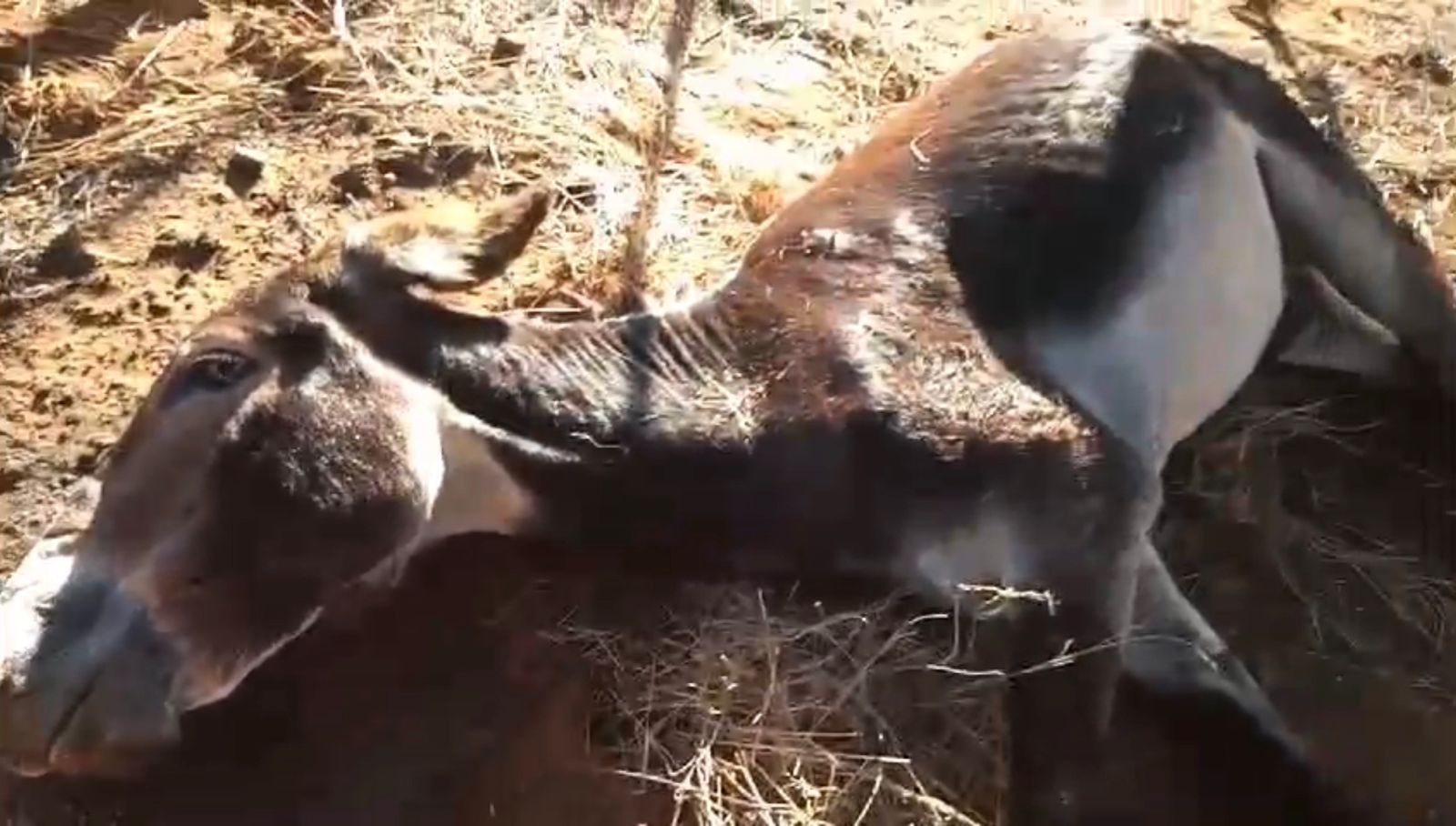 Após ser atropelado, animal agoniza às margens de rodovia entre Malta e Vista Serrana, e populares pedem ajuda; veja vídeo