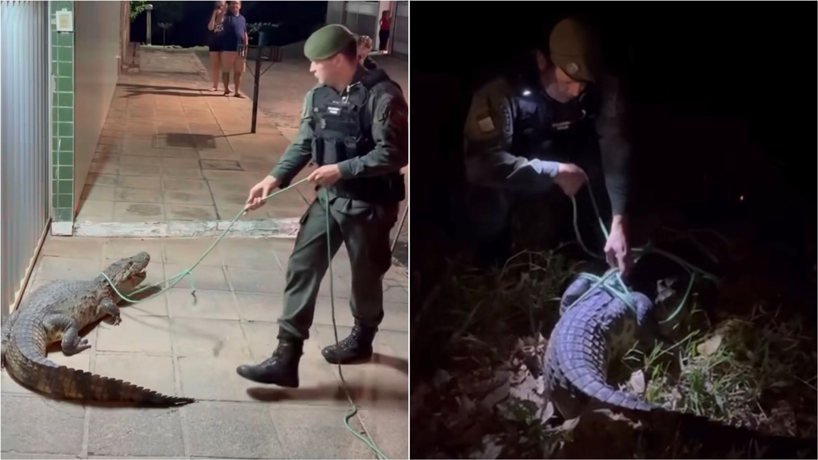 Polícia Ambiental captura Jacaré do Papo Amarelo que estava no meio da rua, em João Pessoa; veja vídeo