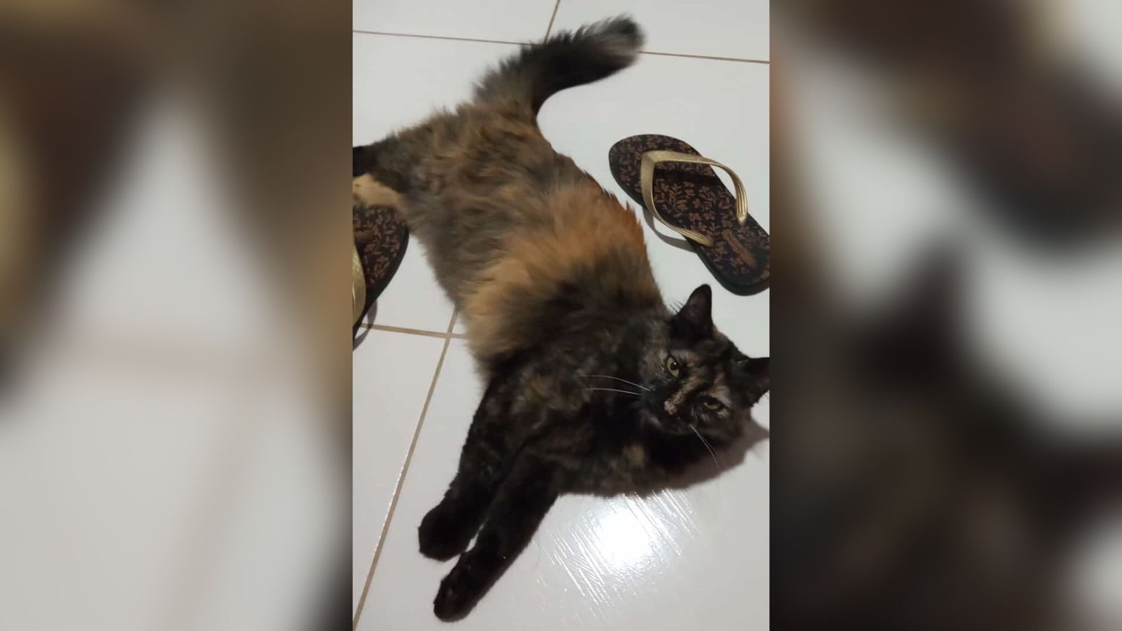 Internauta procura gatinha de estimação desaparecida no bairro Bivar Olinto, em Patos, desde a última terça-feira (07)