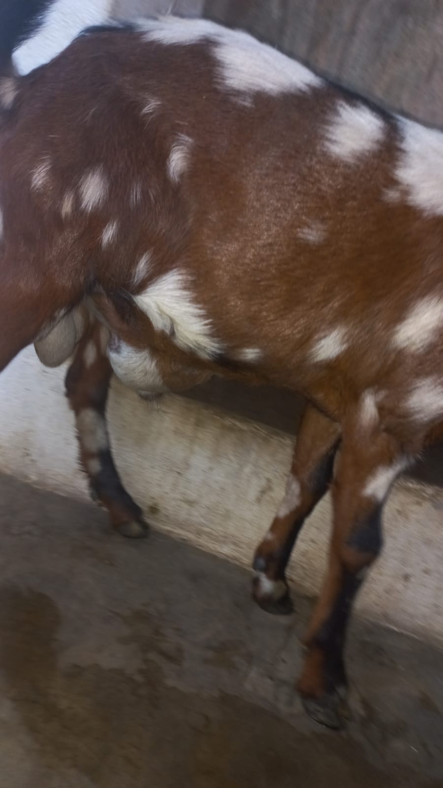 Internauta pede ajuda para realizar cirurgia de hérnia em bodinho de estimação