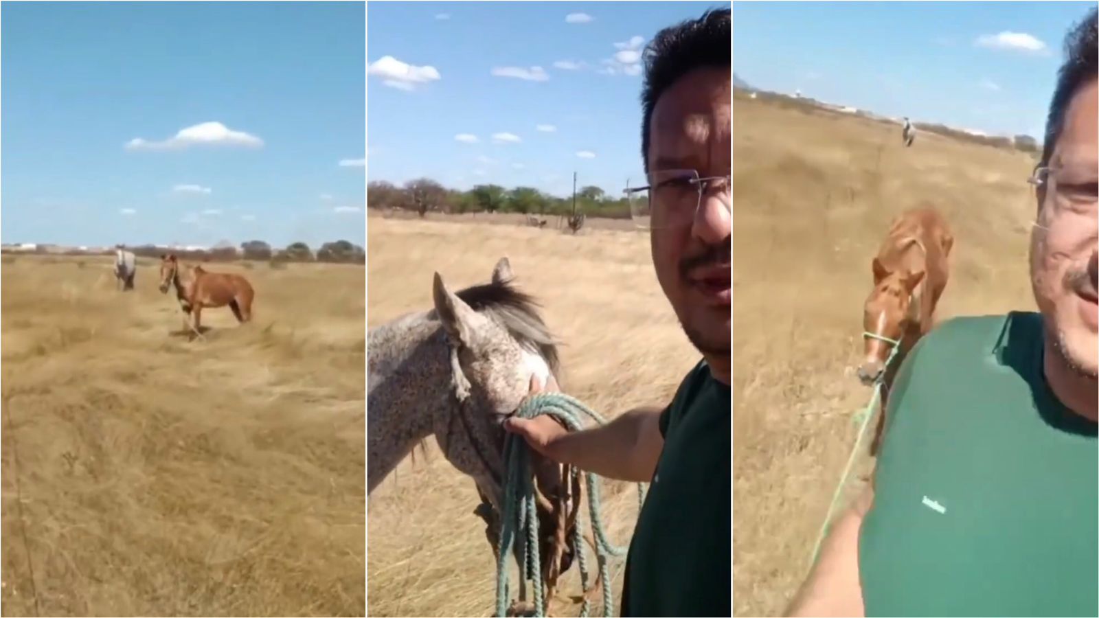 Após denúncia, Sargento Patrian vai à Alça Sudeste e encontra mais dois cavalos amarrados ao sol; animais foram recolhidos. Veja vídeo