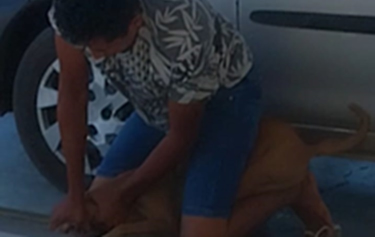 Homem tenta matar cachorra por estrangulamento, em Sousa, e presidente de ONG desabafa: “É revoltante!”