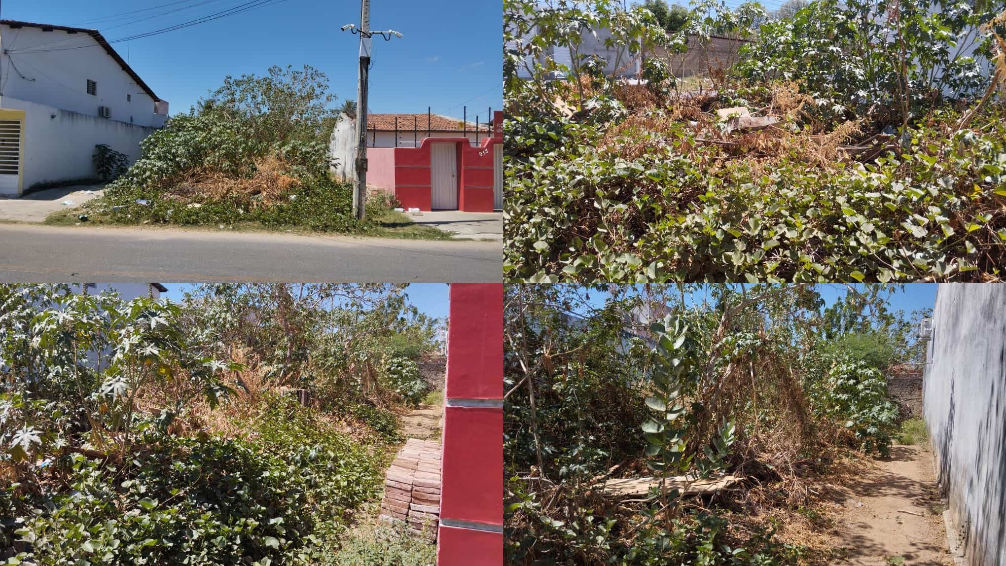 Terreno privado: moradores do bairro Novo Horizonte, em Patos, reclamam de mato próximo a residências