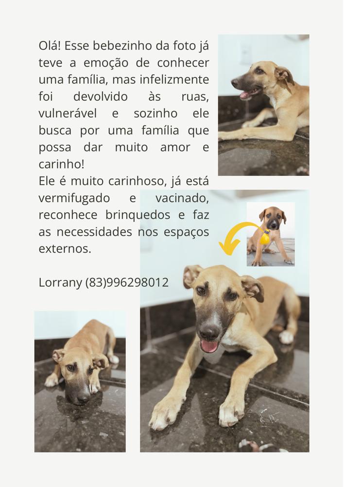 Em Patos: cuidadora de animais busca adoção para cãozinho que foi abandonado no Luar de Angelita