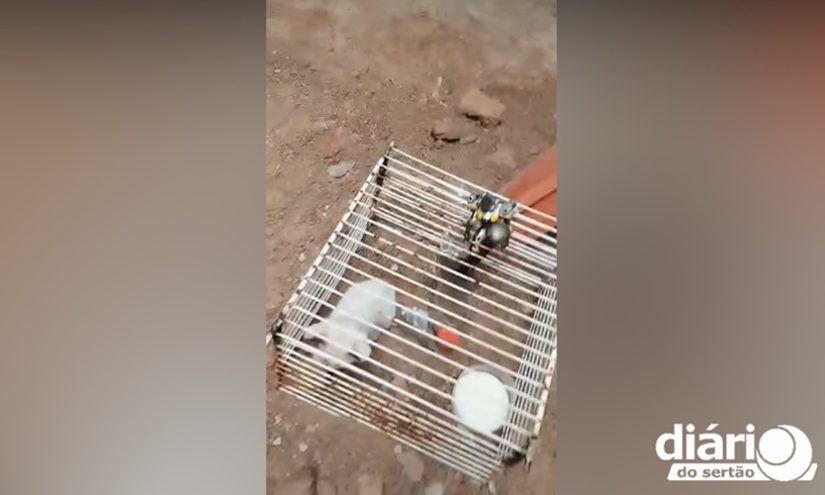 Polícia prende homem em Sousa suspeito de criar filhote de gato dentro de gaiola de ferro