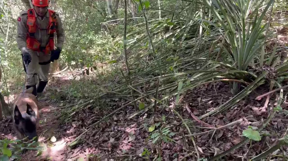 Perícia confirma que ossada encontrada em região de buscas pelo corpo de Ana Sophia é de animal