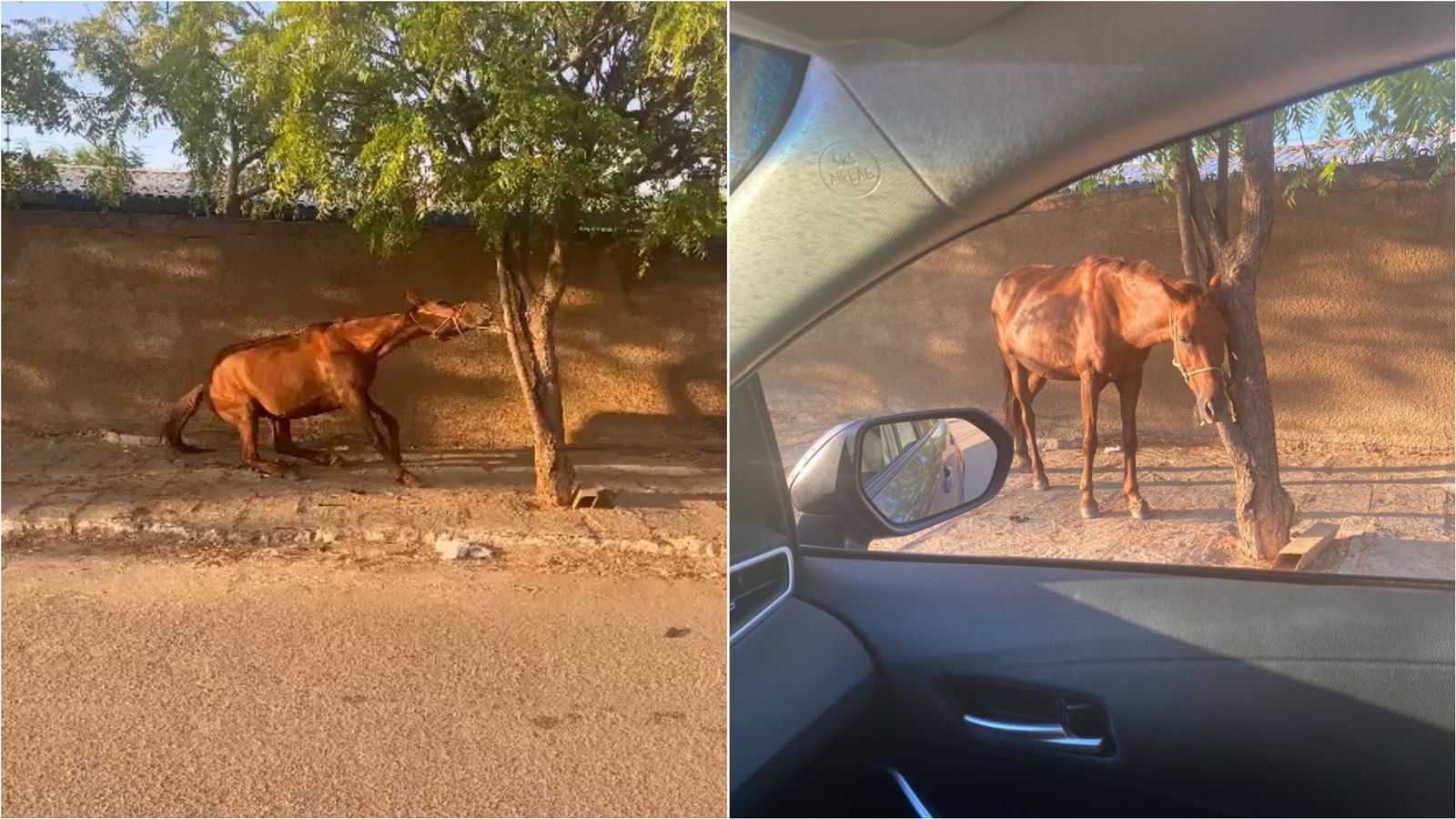 Internauta relata indignação ao flagar animal amarrado ao sol e sem água, na tarde desta segunda-feira (20), em Patos; veja vídeo