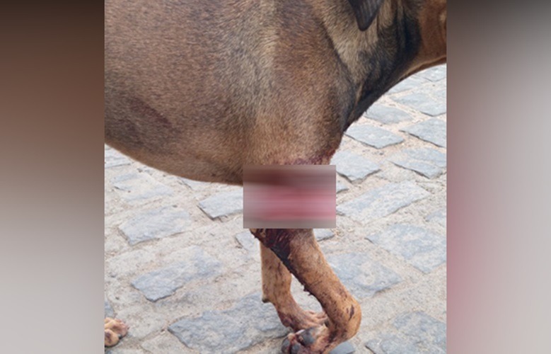 Crueldade em Jericó: homem é preso por agredir cadela com roçadeira; animal teve pata amputada