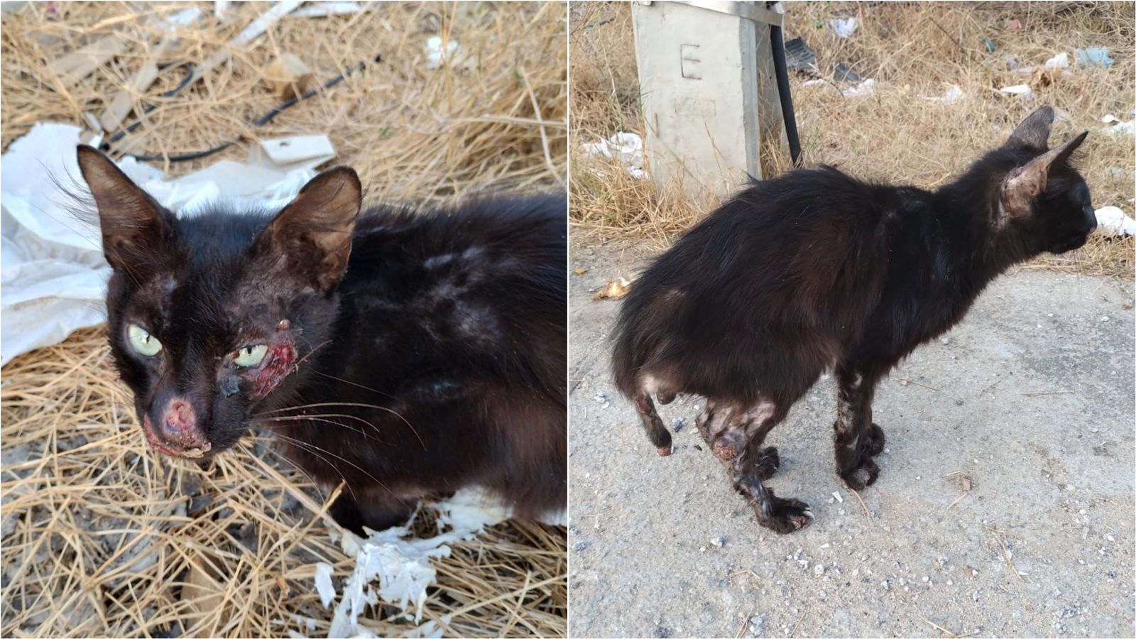Internauta faz apelo para gato com suspeita de Esporotricose em Patos-PB e que precisa de ajuda urgente