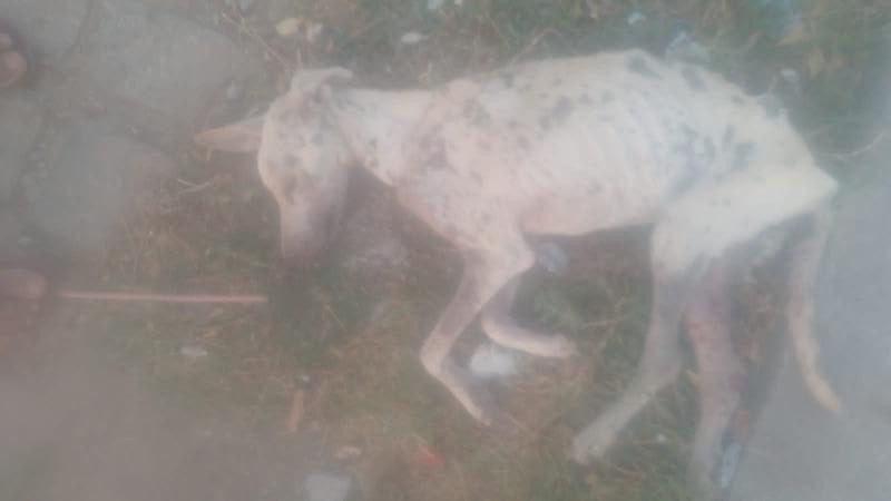 Moradora do Conjunto Geralda Medeiros, em Patos, pede ajuda para cadela de rua com filhotes que está muito debilitada