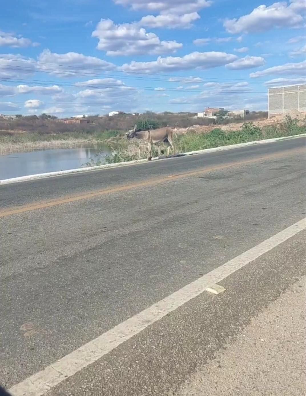 Em Patos: Internauta flagra jumento amarrado ao sol às margens da BR-361 na tarde desta sexta (24), e diz que prática tem sido comum no trecho