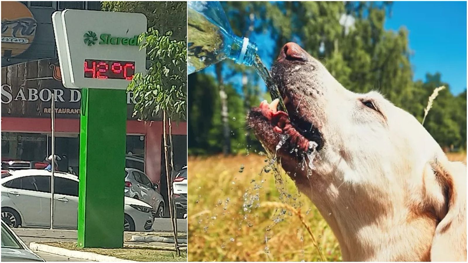 Veterinário do município de Patos alerta para cuidados essenciais com animais de estimação durante período de calor intenso