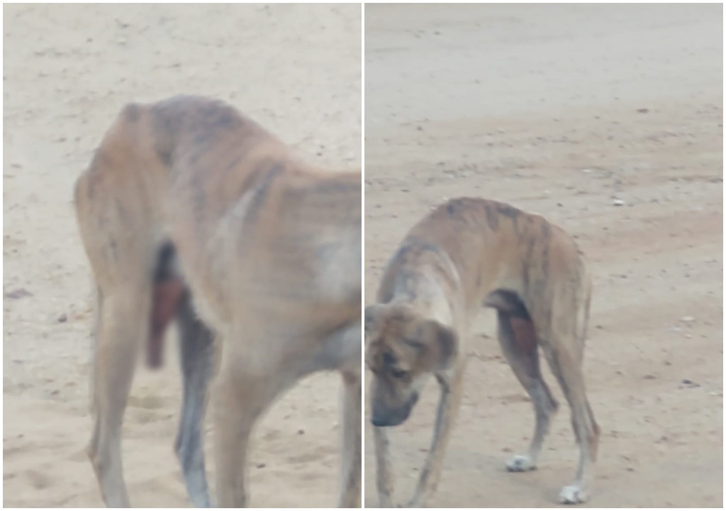 Moradores pedem ajuda para cão que está agonizando e precisa urgentemente de cuidados. Veja  