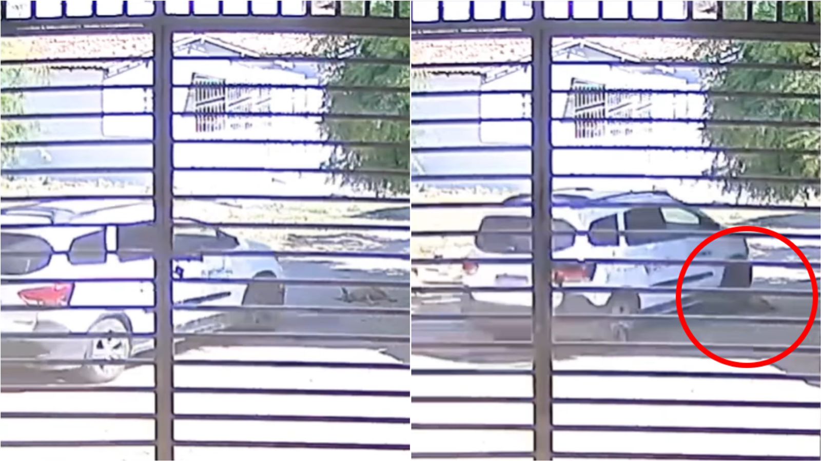 Câmera flagra motorista ligado à Prefeitura de Pombal atropelando cadela de rua e fugindo sem prestar socorro; veja vídeo