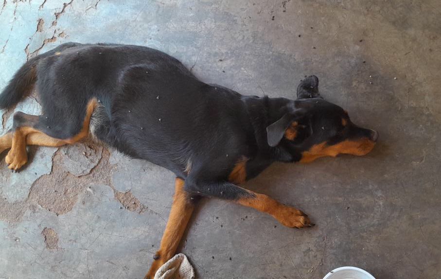 Em Patos: Jovem faz apelo por ajuda de veterinários para cadela de estimação da raça Rottweiler que perdeu movimento das patas