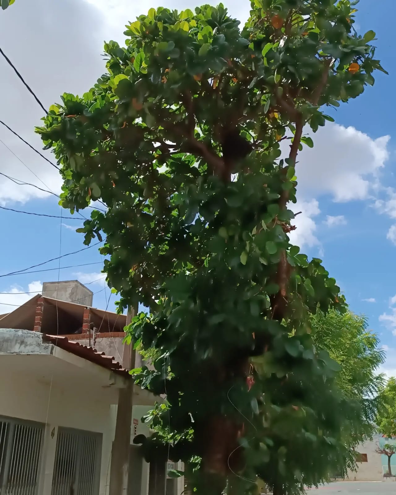 Vereador Josmá Oliveira pede solução para problema ambiental em rua da cidade de Patos