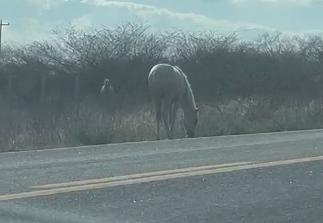 Equipe do Patosonline flagra cavalos pastando às margens da BR-361 na tarde desta terça-feira (05); veja vídeo