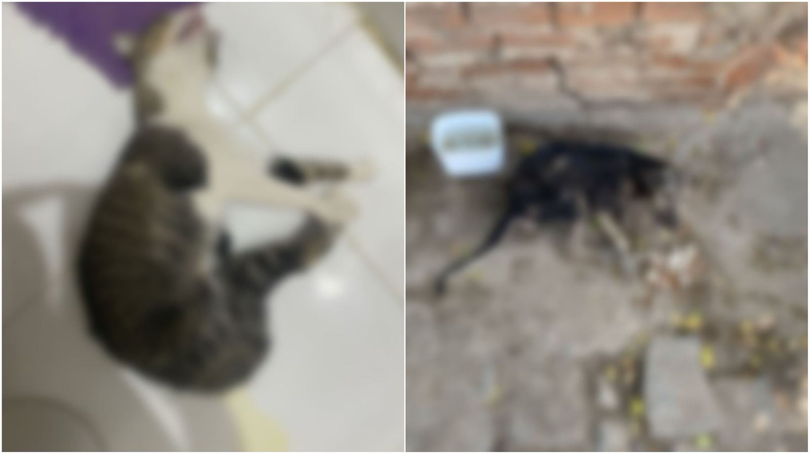 Moradores denunciam série de envenenamentos de animais na Rua Semeão Gentil, no Bairro Bivar Olinto, em Patos