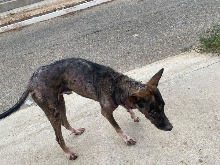 Moradora do bairro dos Estados, em Patos, pede ajuda para cão de rua muito debilitado e com suspeita de calazar