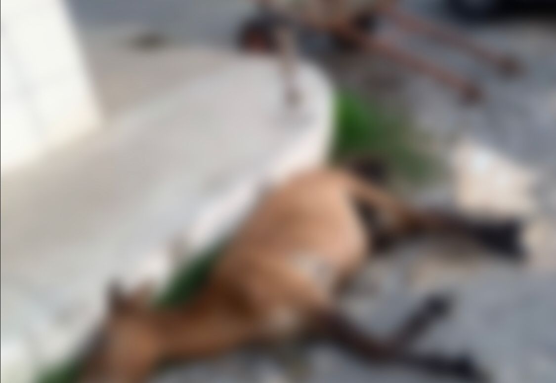 Foto: Reprodução