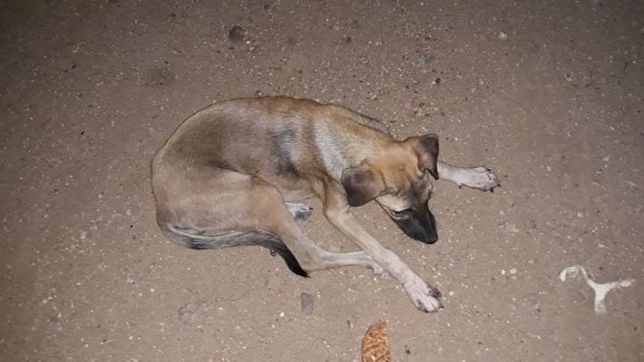 Jovem estudante pede ajuda para cachorrinho de rua que foi atropelado e está sem conseguir se locomover, em São José de Espinharas