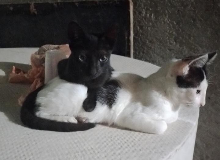 Mulher residente no Loteamento Itatiunga procura gatos de estimação que estão desaparecidos