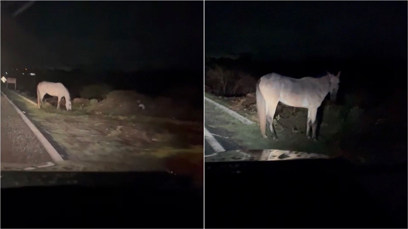Internautas denunciam presença de cavalo às margens da BR-361, próximo a Patos; animal passou toda noite de Réveillon no local