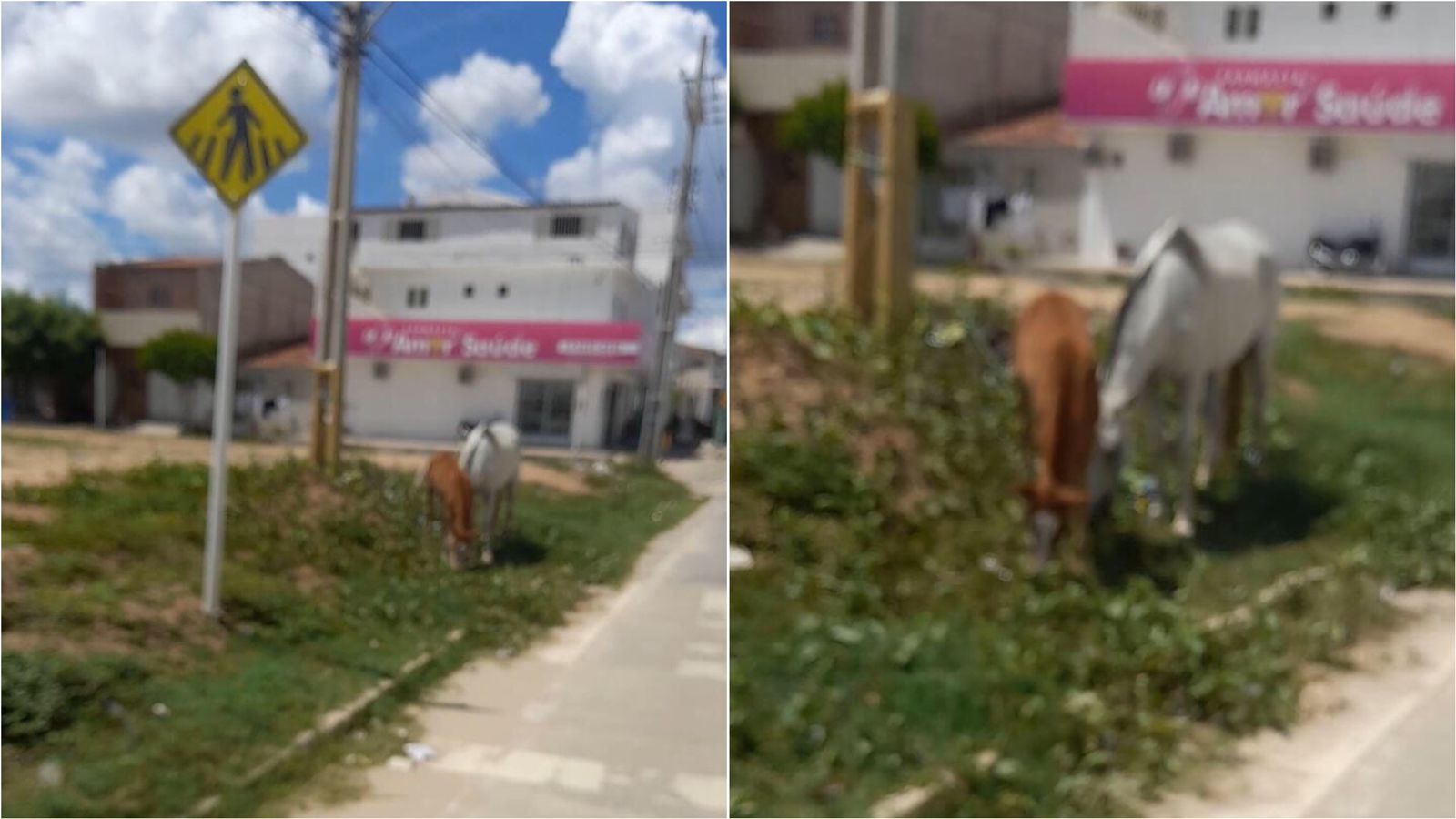 Internauta denuncia que cavalos, um deles filhote, estão sendo amarrados sob sol intenso em frente à UPA do Jatobá, em Patos