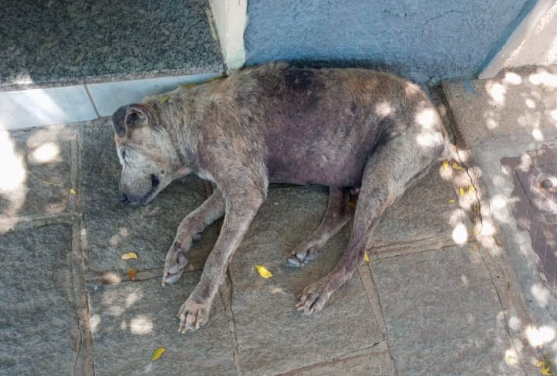 Moradora da Rua Pedro Saraiva pede ajuda para cão doente e com sinais de espancamento nas proximidades da UBS Nabor Wanderley, em Patos