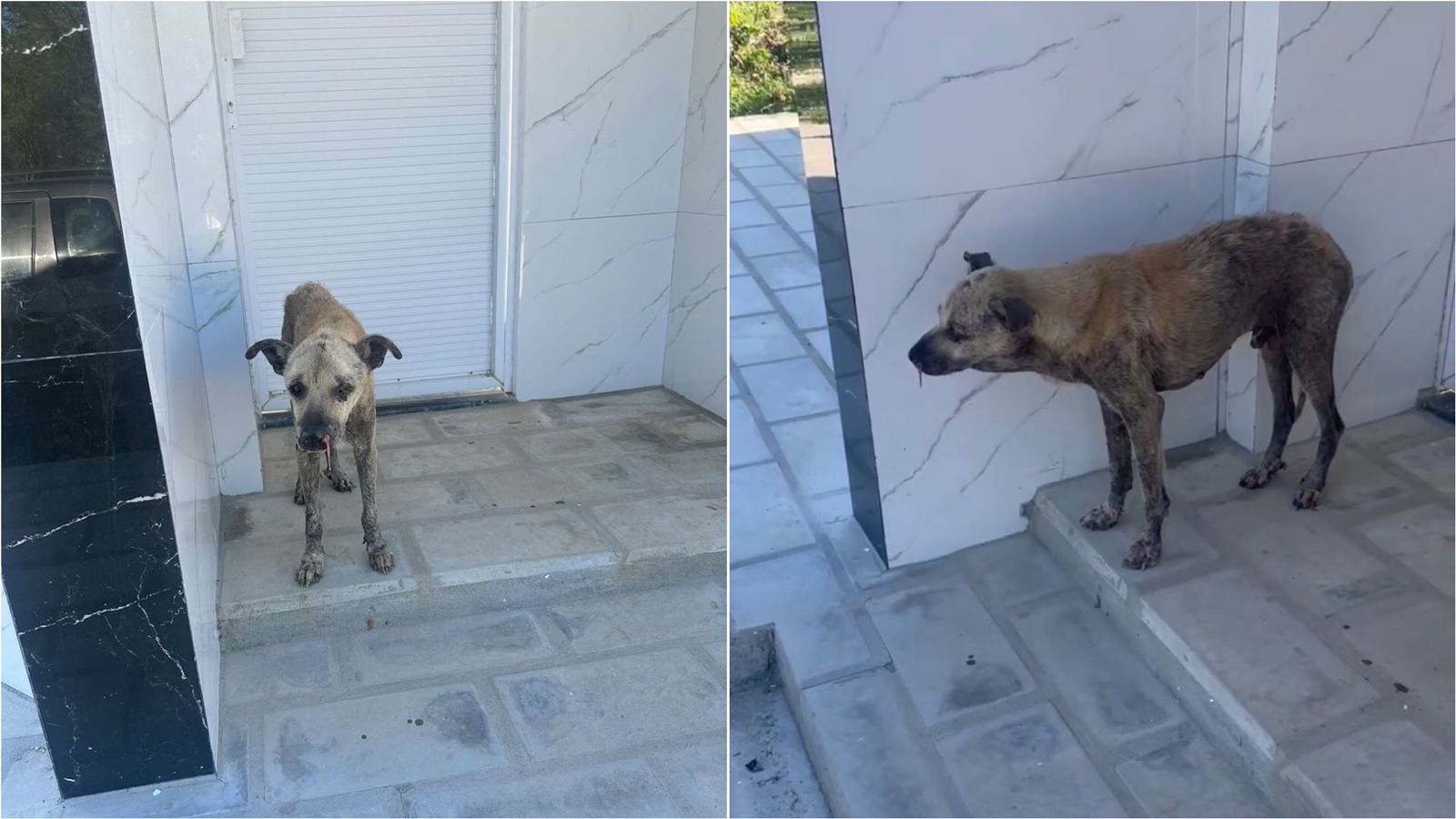 Moradora do bairro Geraldo Carvalho pede ajuda para cão de rua em situação crítica e muito debilitado; veja vídeo