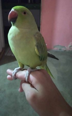 Mulher oferece recompensa para quem encontrar ave desaparecida que fugiu de casa no bairro Bivar Olinto, em Patos