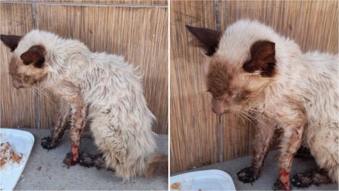 Internauta pede ajuda para gatinho de rua em estado crítico e muito debilitado no bairro Belo Horizonte, em Patos-PB