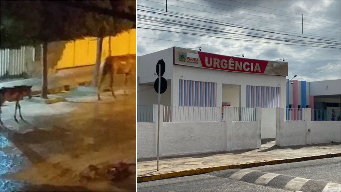 Criança de 5 anos está internada em estado grave no Hospital Infantil de Patos após sofrer coice de cavalo que perambulava pelas ruas de São Bento