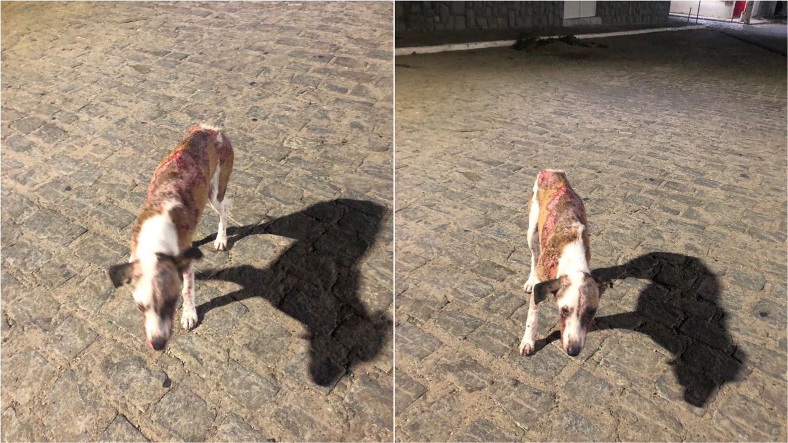 Internauta faz apelo por ajuda para cão de rua ferido e com dor que perambula pelas ruas de São Mamede