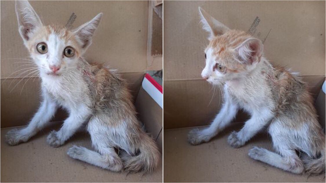 Internauta pede ajuda para gatinho que foi atacado por cerca de 30 cães de rua no bairro Belo Horizonte e está com as patas quebradas