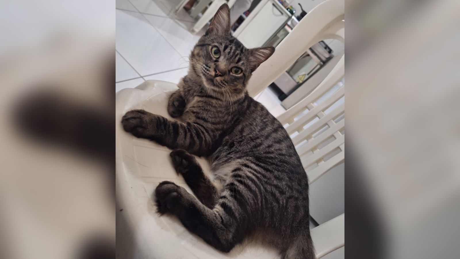 Internauta procura gato de estimação que está desaparecido desde a noite da última quarta-feira (17)