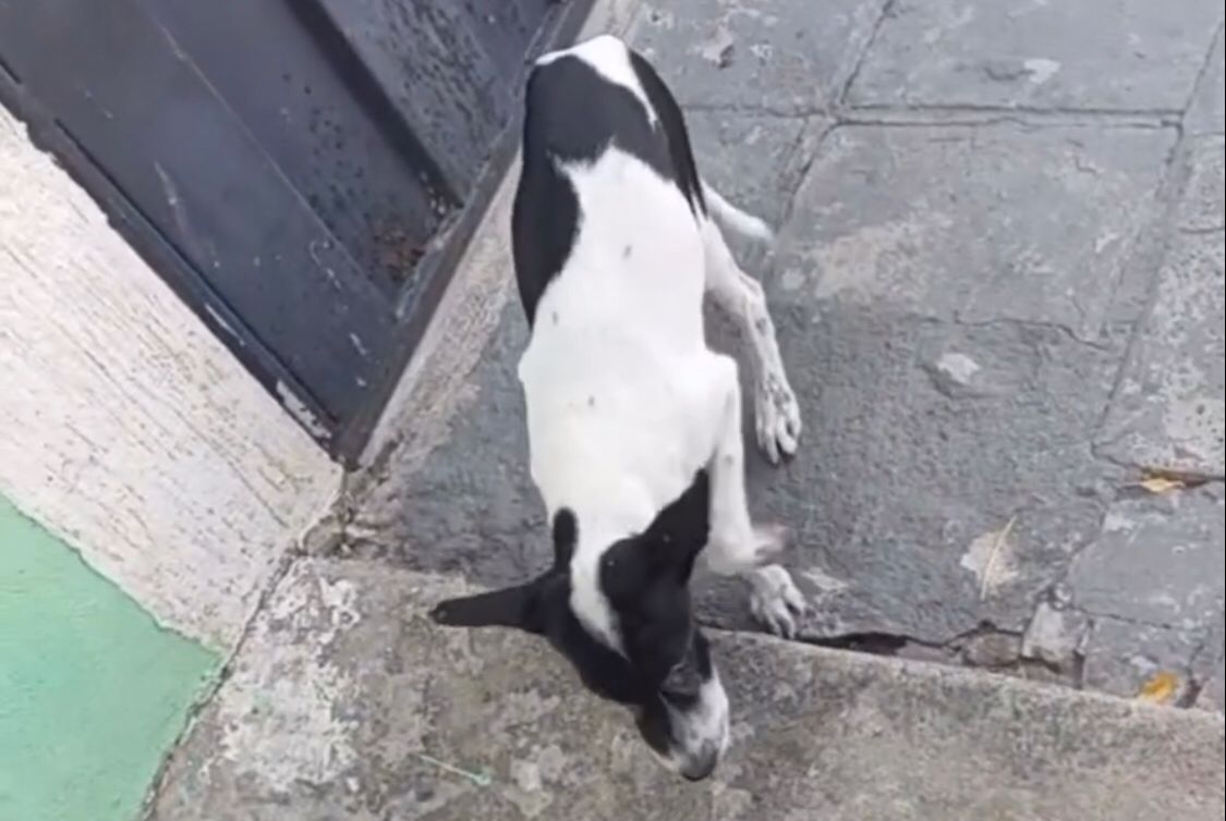 Em busca de ajuda para filhotes de cachorro com possível cinomose, moradora de Condado apela por assistência