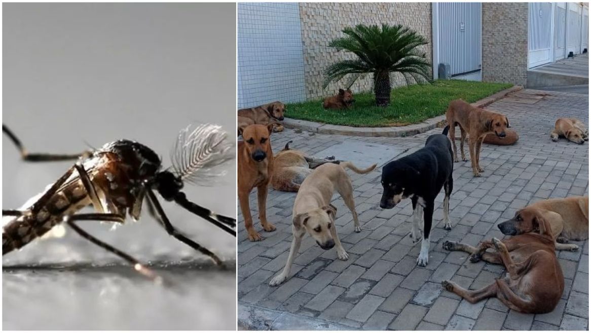Representante da Vigilância Ambiental comenta importância de limpar os vasilhames de água para animais de rua, em Patos, e presidente de ONG também fala sobre o caso